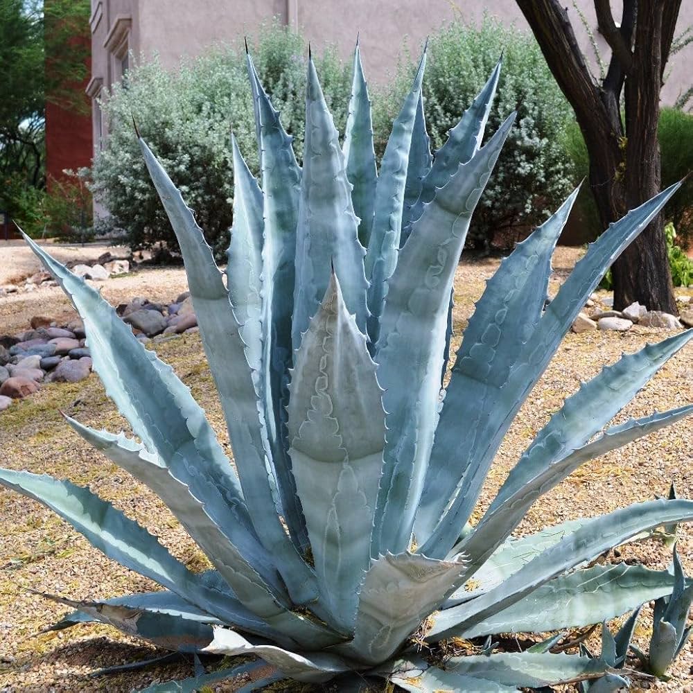 Agave - Agave for planting in home garden